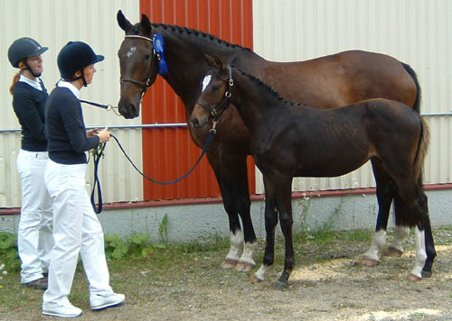 Zingo med Ackira f-2004