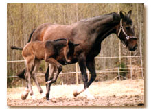 Strong Girl med flet "Hlge" (foto  Jenny Staaf)