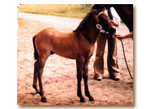 Birk guldbelnad 2004