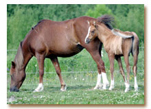 Zoraya 10 r med Zoogin (foto  Johanna Lagnevall)