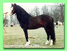 Cawdor Rhys RWM 19 (foto  Viveka Karlestrand)