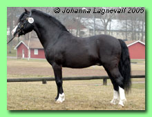 Crossways Black Boy 36-0072 (foto © Johanna Lagnevall)