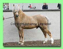Linners Nimbus 36-0079 (foto © Johanna Lagnevall)