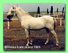 Örnäs Attila RW 29 (foto © Viveka Karlestrand)