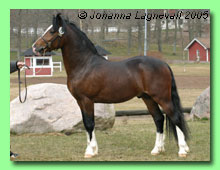 Cynorian Misty Prince 42-0008 (foto © Johanna Lagnevall)