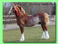 Swalesmoor Brenin Aur 37-0031 (foto © Jenny Staaf)